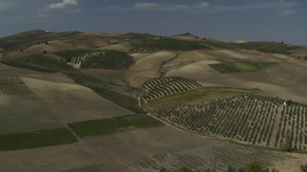Pandangan Udara Kebun Zaitun Bergulir Lanskap Olvera Malaga Spanyol — Stok Video