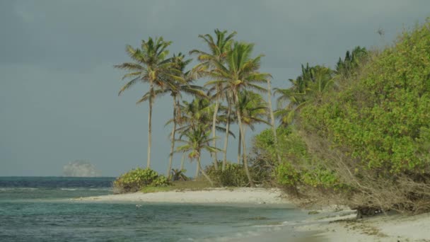 Сценічний Вид Птахів Літають Пляжу Над Океаном Петі Табак Тобаго — стокове відео