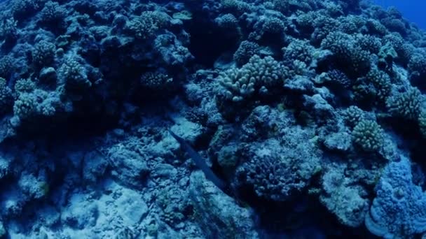 Trompetenfisch Schwimmt Über Riff Tahiti Moorea Französisch Polynesien — Stockvideo