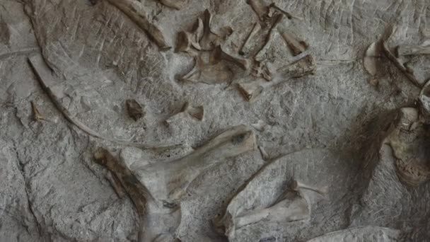 Dinozor Ulusal Anıtı Nda Kayaya Gömülü Kemik Fosilleri Vernal Utah — Stok video