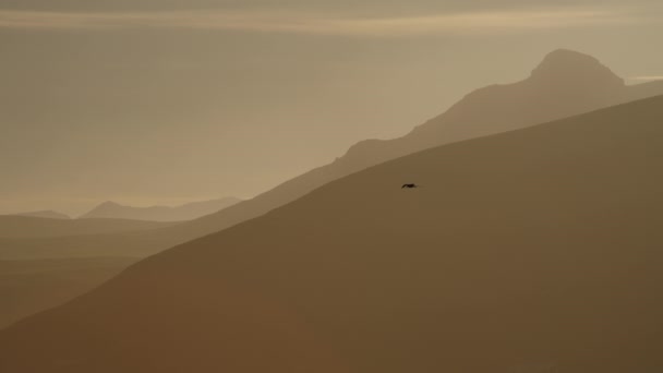 Bird Flying Silhouette Mountain Sunset Dyrholaey Islândia — Vídeo de Stock