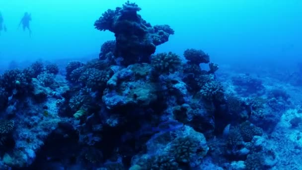 프랑스령폴리네시아의 타히티 무레아에서 물고기와 수영하는 스쿠버 다이버들 — 비디오
