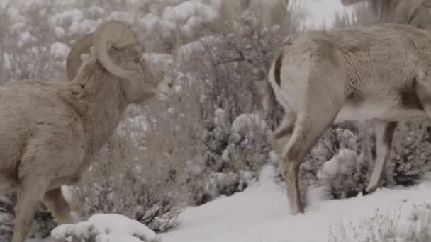 Tracking Shot Bighorn Sheep Walking Hill Snow Cedar Hills Utah — Wideo stockowe