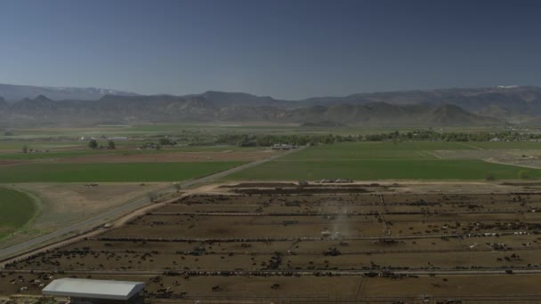 Vista Aérea Deixando Lote Alimentação Gado Perto Cordilheira Aurora Utah — Vídeo de Stock