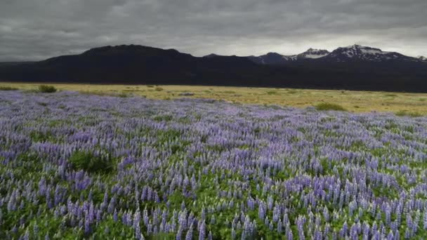 Flygfoto Över Fält Lila Blommor Nära Bergskedjan Hvolsvollur Island — Stockvideo