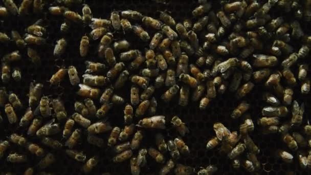 Nahaufnahme Eines Schwarms Krabbelnder Bienen Spring City Utah Vereinigte Staaten — Stockvideo