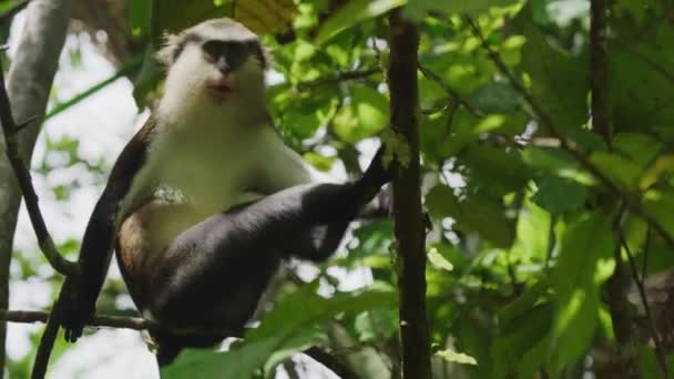 Ağaçta Oturan Maymunun Düşük Açılı Görüntüsü Grand Etang Ulusal Parkı — Stok video