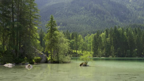 Szerokie Ujęcie Drzew Pobliżu Górskiego Jeziora Hintersee Niemcy — Wideo stockowe