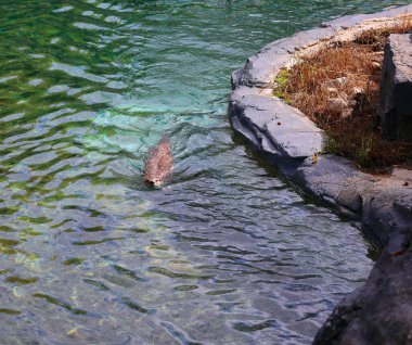 Vahşi kunduz suda yüzüyor.