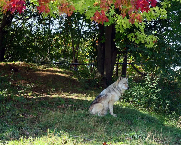 Lobo Gris Lobo Gris Canis Lupus También Madera Lobo Occidental — Foto de Stock