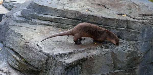 Cute Beaver Rock Stone — Stock Photo, Image