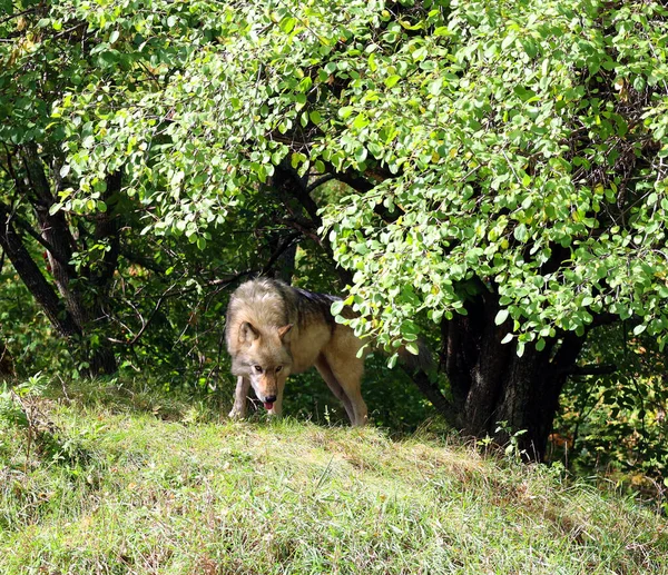 Loup Gris Loup Gris Canis Lupus Également Bois Loup Ouest — Photo