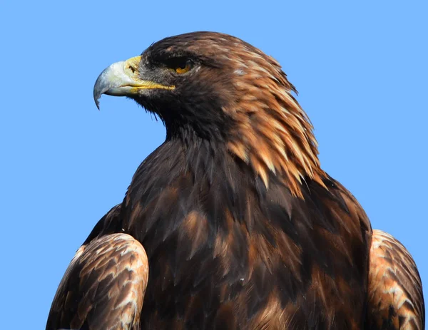 Águia Dourada Aquila Chrysaetos Uma Das Aves Rapina Mais Conhecidas — Fotografia de Stock