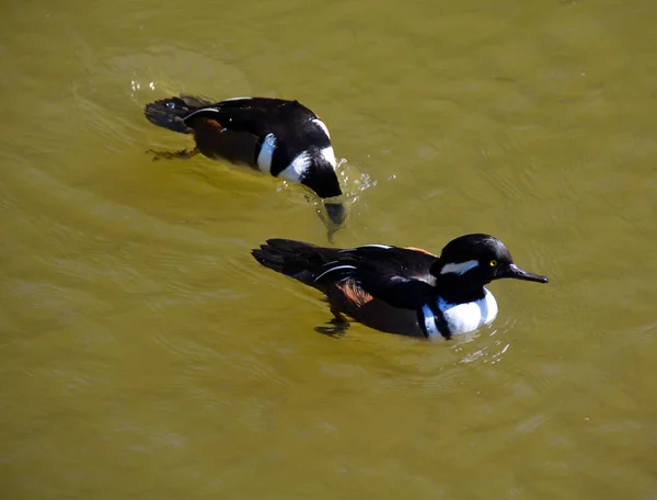 Ducks Swimming Water Day — 图库照片