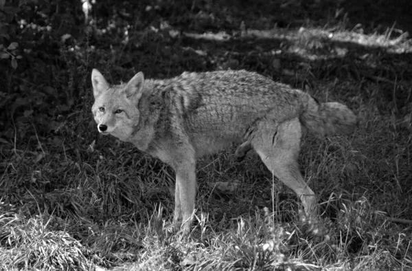 Grauwolf Oder Grauwolf Canis Lupus Auch Wald Oder Westwolf Genannt — Stockfoto