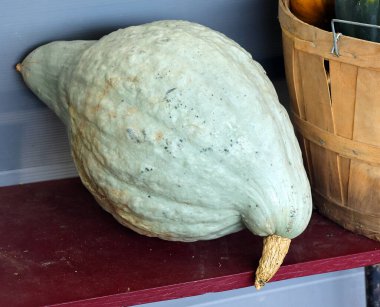 Hubbard Kabak sert cilt süper tatlı, altın sarısı bir iç yüzeyi maskeler Bir pasta, püre, püre ya da pasta için mükemmeldir.