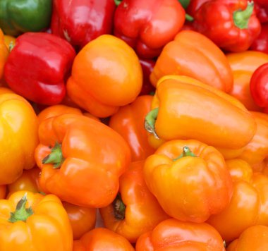 Taze organik dolmalık biber yerel çiftçi marketinde satışta..