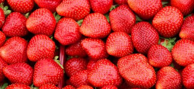 Bahçe çilekleri, Fragaria cinsinin yaygın olarak yetişen bir melez türüdür ve toplu olarak çilek olarak bilinir. Meyveleri için dünya çapında yetiştirilir..