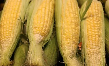 Tatlı mısır, yüksek şeker içerikli bir mısır çeşididir. Bu, şekerin mısırın içindeki nişasta dönüşümünü kontrol eden genlerdeki doğal çekinik mutasyonun sonucudur.