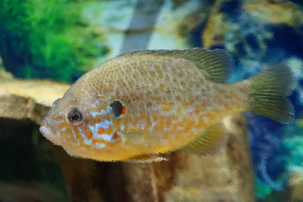 Abstrakte Bunte Verschwommene Hintergrund Der Fische — Stockfoto