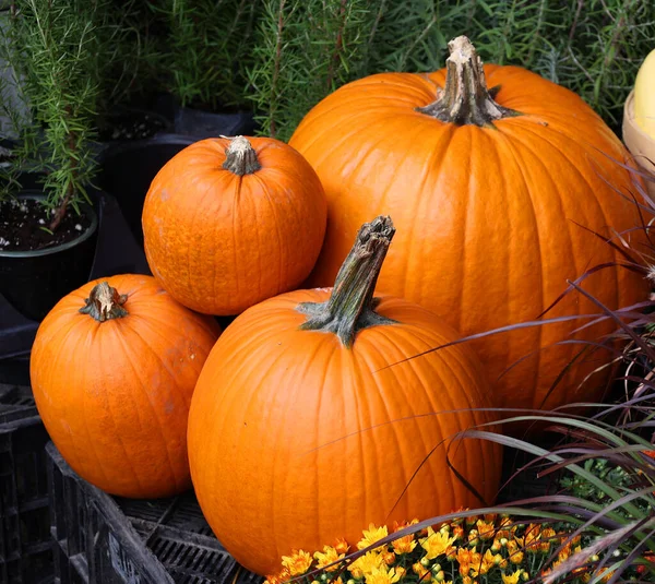 Grande Assortimento Zucche Decorative Nel Mercato Montreal Quebec Canada — Foto Stock