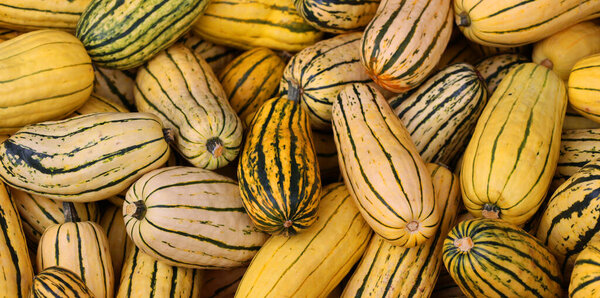 Delicata squash is a variety of winter squash with cream-coloured cylindrical fruits striped in green or orange that are cooked.As its name suggests, it has characteristically a delicate rind
