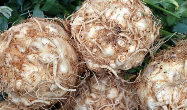 Celeriac or celery root, knob celery and turnip-rooted celery (although it is not a close relative of the turnip), is a variety of celery cultivated for its edible stem or hypocotyl, and shoots