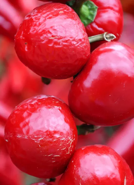 Hot Cherry Bomb Jest Średnio Ciepła Papryka Podobny Jalapeno Popularne — Zdjęcie stockowe