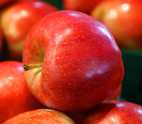 Honeycrisp Malus Pumila Ist Eine Apfelsorte Kultursorte Die Horticultural Research — Stockfoto