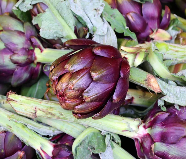 Globe Artichoke Cynara Cardunculus Var Scolymus Известный Названиями Французский Артишок — стоковое фото