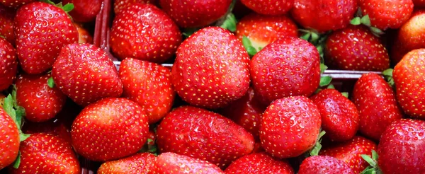 Las Fresas Jardín Una Especie Híbrida Ampliamente Cultivada Del Género — Foto de Stock