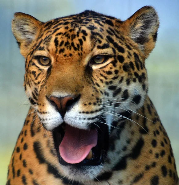 Портрет Дикого Красивого Тигра — стоковое фото
