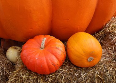 Montreal, Quebec, Kanada 'da büyük dekoratif balkabağı ve kabak çeşitleri var.