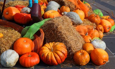 QUEBEC CITY CANADA - 10 13 2021: Cadılar bayramı dönemi için komik balkabakları