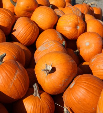 Kartopu balkabakları, pürüzsüz, hafif tırtıklı derisi olan ve çoğunlukla turuncu ile turuncu arasında değişen bir kış kabağı türüdür.