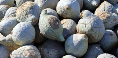 Hubbard Kabak sert cilt süper tatlı, altın sarısı bir iç yüzeyi maskeler Bir pasta, püre, püre ya da pasta için mükemmeldir.