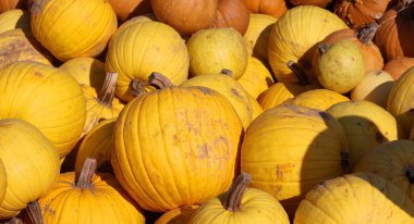 Kötü jöleli balkabağı kabağı, muz renkli balkabağı, büzüşmüş gövdesi ve belirgin siğilleri eşsiz bir göz alıcı ilave yapar.