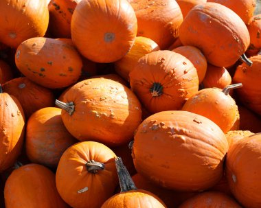 Kartopu balkabakları, pürüzsüz, hafif tırtıklı derisi olan ve çoğunlukla turuncu ile turuncu arasında değişen bir kış kabağı türüdür.