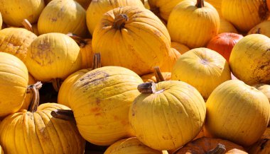 Kötü jöleli balkabağı kabağı, muz renkli balkabağı, büzüşmüş gövdesi ve belirgin siğilleri eşsiz bir göz alıcı ilave yapar.