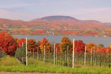 Ile d 'Orleans şaraphanesi, aile pikniğinin yanı sıra şarap tatmayı da teklif ediyoruz ve ayrıca örtülü terasımızın tadını çıkarıyoruz.. 