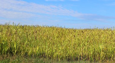 Sorghum, Çimengiller (Poaceae) familyasından yaklaşık 25 bitki cinsi. Bu türlerden bazıları insan tüketimi için mısır gevreği olarak yetiştirilir ve bazıları hayvanlar için otlaklarda yetişir.