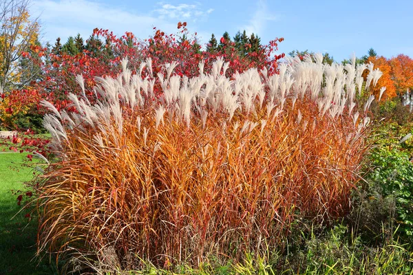 Paesaggio Autunnale Città Orientali Bromont Shefford Provincia Del Quebec Canada — Foto Stock