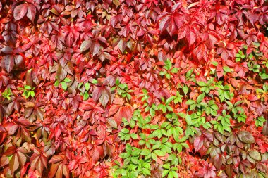 Sonbaharda tırmanan sarmaşıklar bahçenize dikey bir boyut ekler ve mevcut duvarlarda ya da çitlerde büyüyebilir..