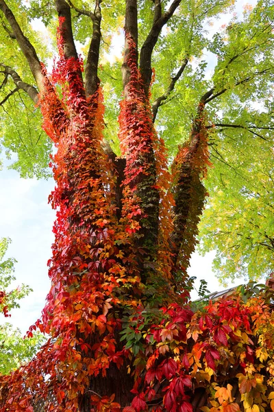 Elm Tree Bottom Cover Vine Quebec City Quebec Canada — стокове фото