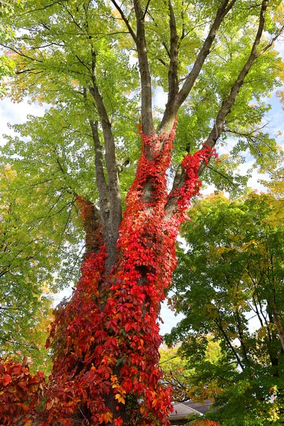 カナダ ケベック州ケベック市のブドウの木の下からのエルムの木 — ストック写真