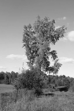 Bromont, Shefford, Quebec eyaleti, Kanada 'nın doğusundaki manzarayı sonbahara bırak.