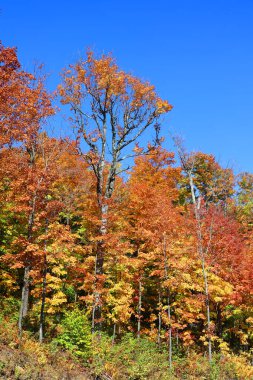 Bromont, Shefford, Quebec eyaleti, Kanada 'nın doğusundaki manzarayı sonbahara bırak.