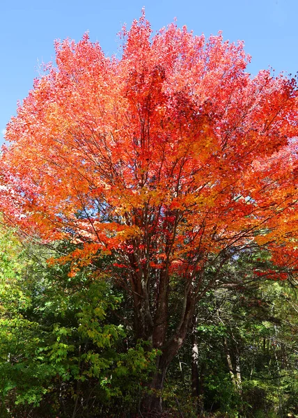 Bromont Shefford Quebec Eyaleti Kanada Nın Doğusundaki Manzarayı Sonbahara Bırak — Stok fotoğraf