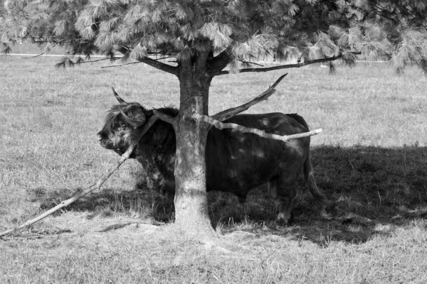 高地公牛 Highland Bull 是一种苏格兰品种的牛 有长角和长长的波浪形毛 有黑色 黄色或哑铃色 — 图库照片