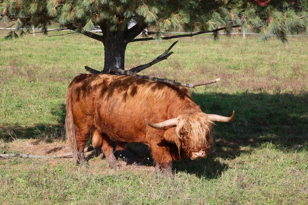 高地公牛 Highland Bull 是一种苏格兰品种的牛 有长角和长长的波浪形毛 有黑色 黄色或哑铃色 — 图库照片